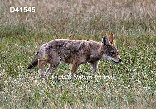 Coyote (Canis latrans)