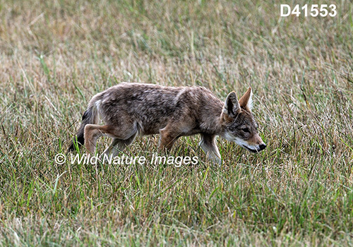Coyote (Canis latrans)