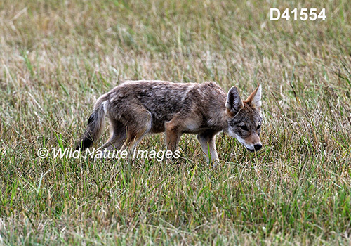 Coyote (Canis latrans)