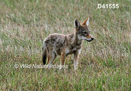 Coyote (Canis latrans)