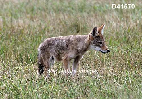 Coyote (Canis latrans)