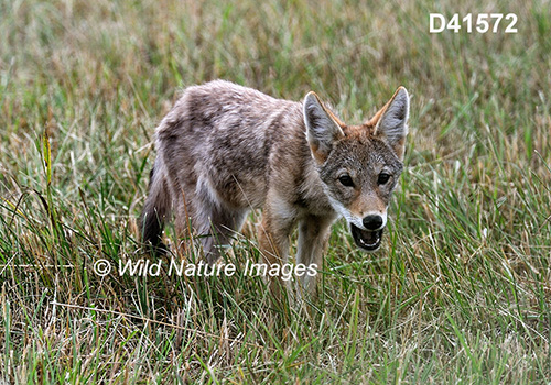 Coyote (Canis latrans)