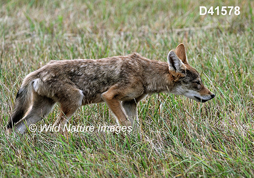 Coyote (Canis latrans)