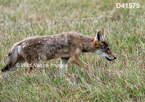 Coyote (Canis latrans)