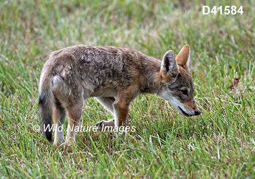 Coyote (Canis latrans)
