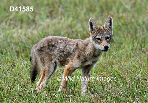 Coyote (Canis latrans)