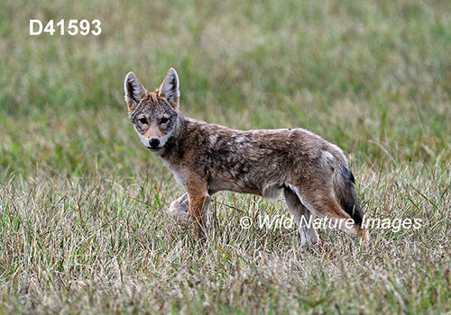 Coyote (Canis latrans)
