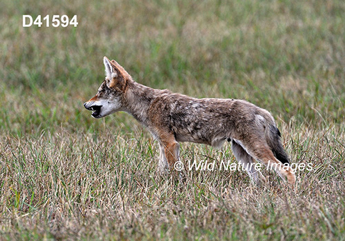 Coyote (Canis latrans)