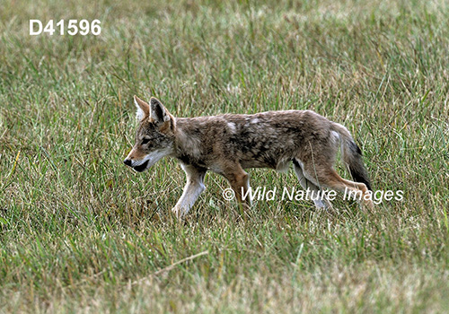 Coyote (Canis latrans)