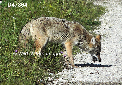 Coyote (Canis latrans)