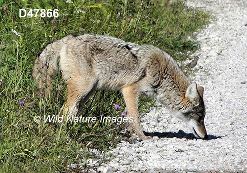Coyote (Canis latrans)