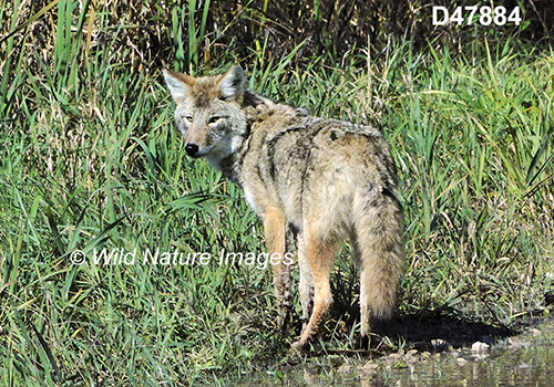Coyote (Canis latrans)