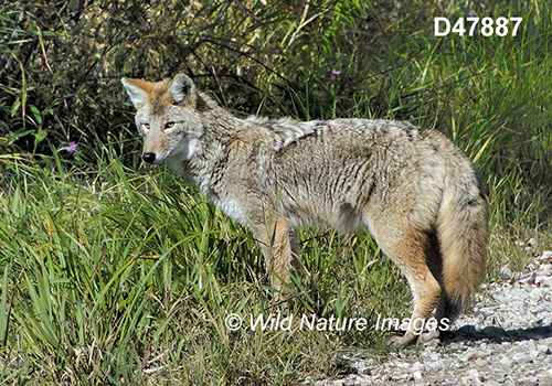 Coyote (Canis latrans)