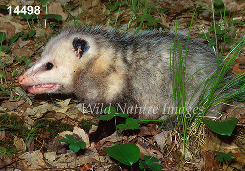 Virginia Opossum (Didelphis virginiana)