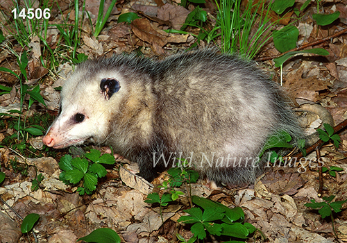 Virginia Opossum (Didelphis virginiana)