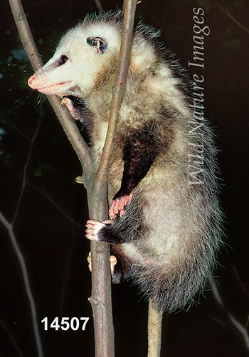 Virginia Opossum (Didelphis virginiana)
