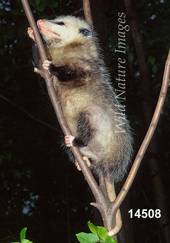 Virginia Opossum (Didelphis virginiana)
