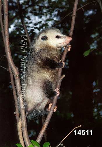 Virginia Opossum (Didelphis virginiana)