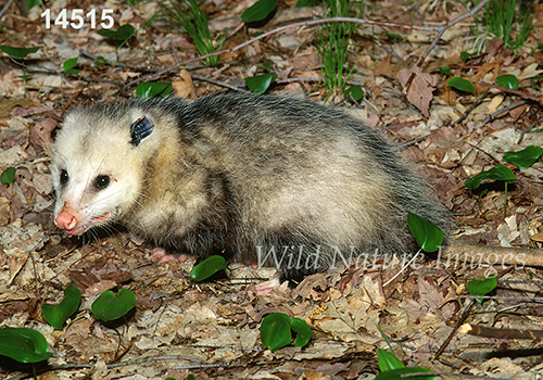 Virginia Opossum (Didelphis virginiana)