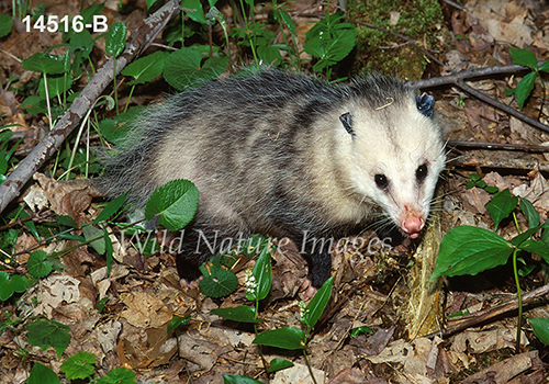 Virginia Opossum (Didelphis virginiana)