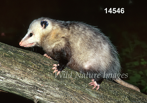 Virginia Opossum (Didelphis virginiana)
