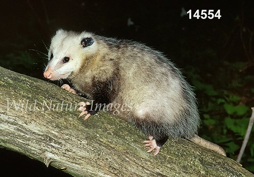 Virginia Opossum (Didelphis virginiana)