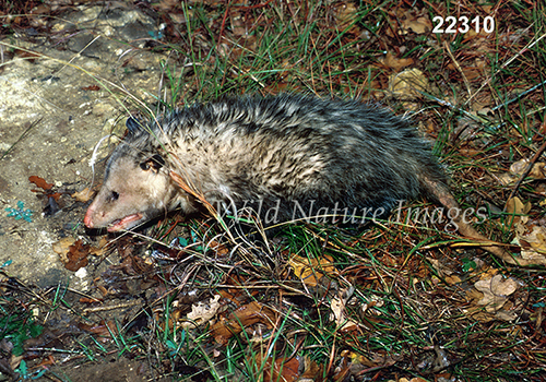 Virginia Opossum (Didelphis virginiana)