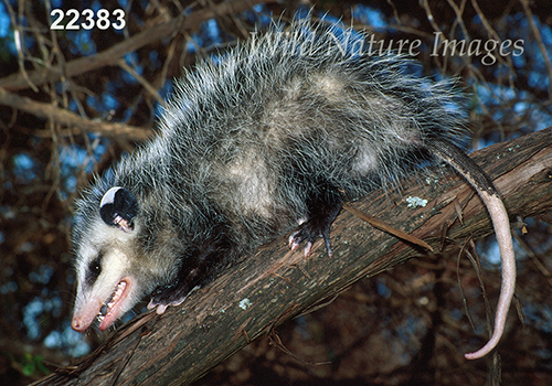 Virginia Opossum (Didelphis virginiana)