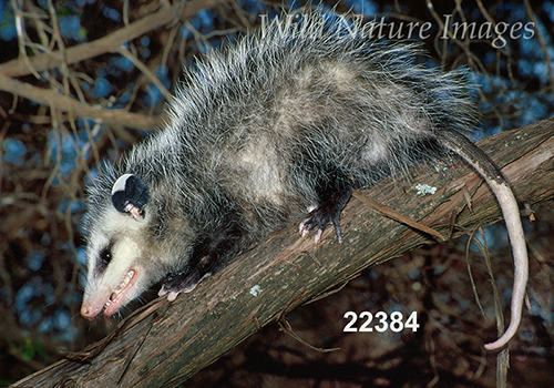 Virginia Opossum (Didelphis virginiana)