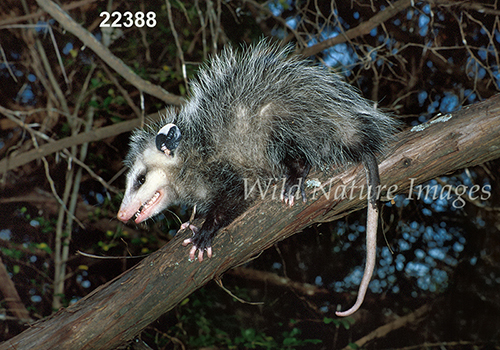 Virginia Opossum (Didelphis virginiana)