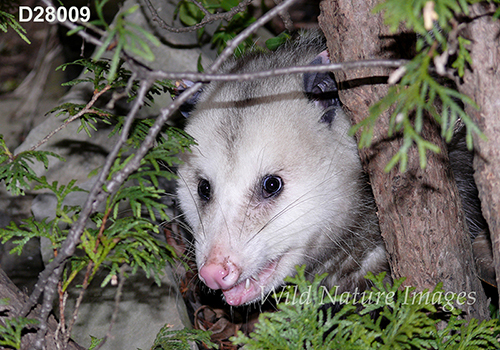 Virginia Opossum (Didelphis virginiana)