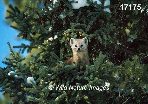 American Marten (Martes americana)