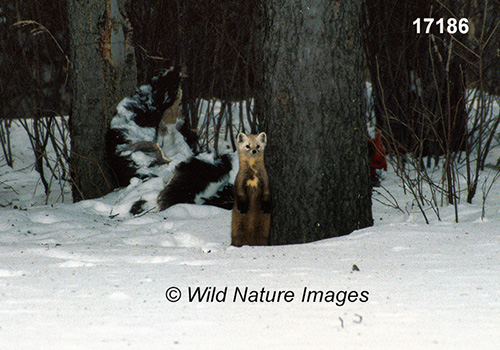 American Marten (Martes americana)