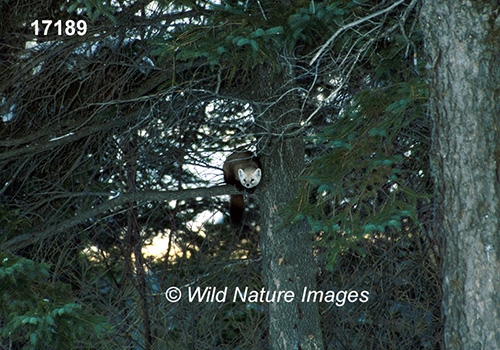 American Marten (Martes americana)