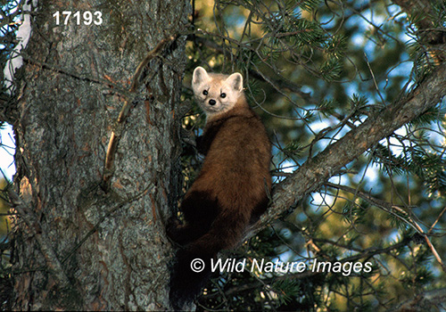 American Marten (Martes americana)