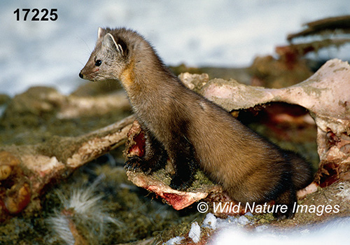 American Marten (Martes americana)