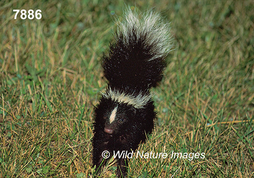 Mephitis mephitis (Striped Skunk)