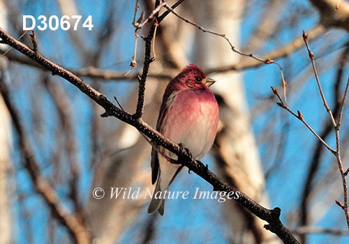 Carpodacus-purpureus purple-finch Haemorhous-purpureus