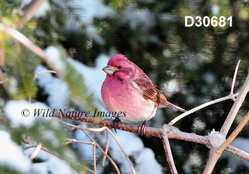 Carpodacus-purpureus purple-finch Haemorhous-purpureus