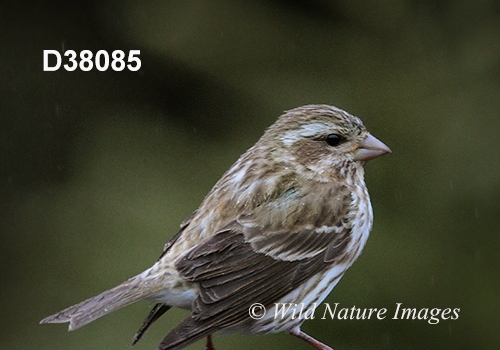Carpodacus-purpureus purple-finch Haemorhous-purpureus