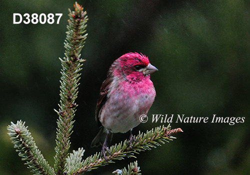 Carpodacus-purpureus purple-finch Haemorhous-purpureus