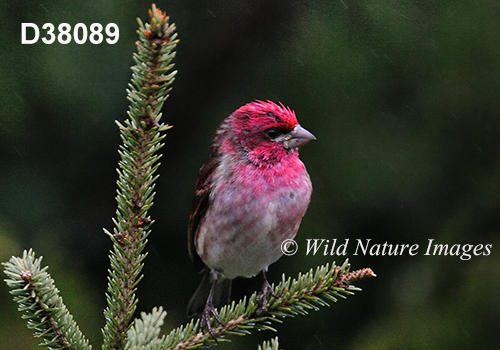 Carpodacus-purpureus purple-finch Haemorhous-purpureus