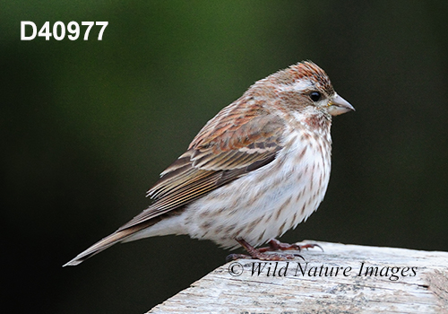Carpodacus-purpureus purple-finch Haemorhous-purpureus