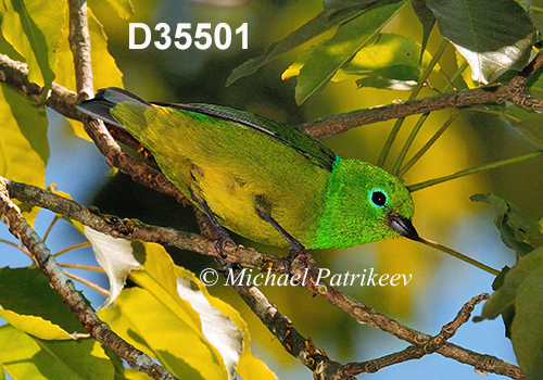 Chlorophonia-cyanea Blue-naped-Chlorophonia