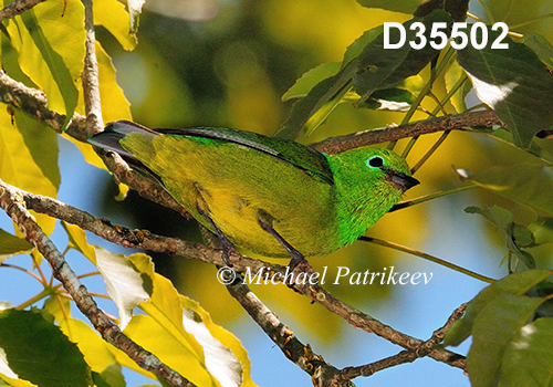 Chlorophonia-cyanea Blue-naped-Chlorophonia