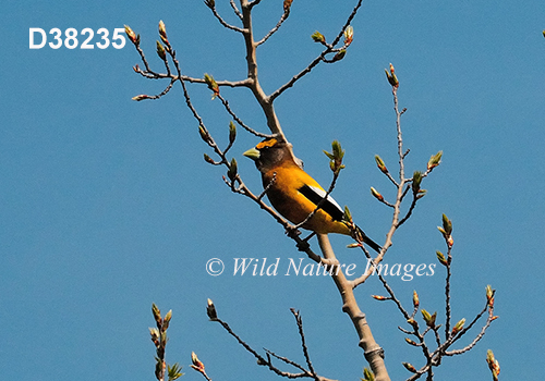 Coccothraustes-vespertinus Evening-Grosbeak Hesperiphona-vespertina