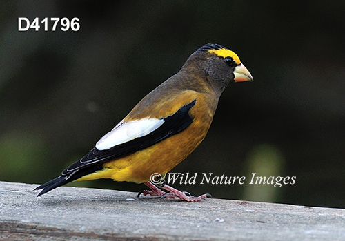 Coccothraustes-vespertinus Evening-Grosbeak Hesperiphona-vespertina