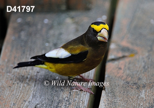 Coccothraustes-vespertinus Evening-Grosbeak Hesperiphona-vespertina