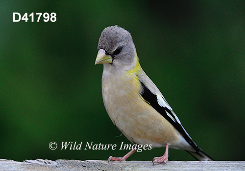Coccothraustes-vespertinus Evening-Grosbeak Hesperiphona-vespertina