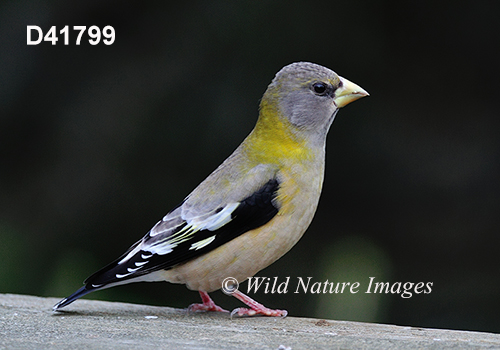Coccothraustes-vespertinus Evening-Grosbeak Hesperiphona-vespertina